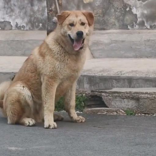 80后养殖大笨狗