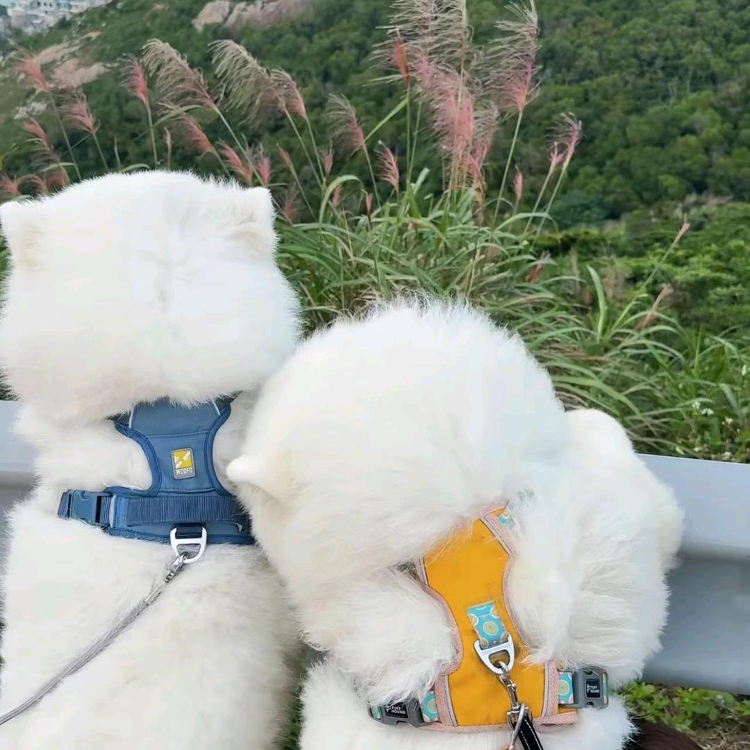 热心市民顾小姐