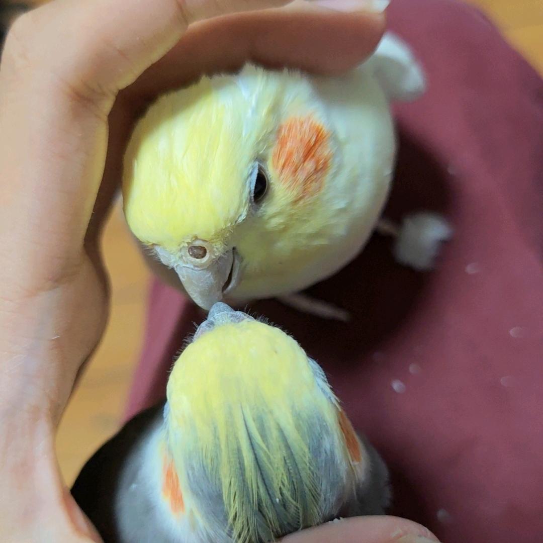 ✭🦜日常✭☘️