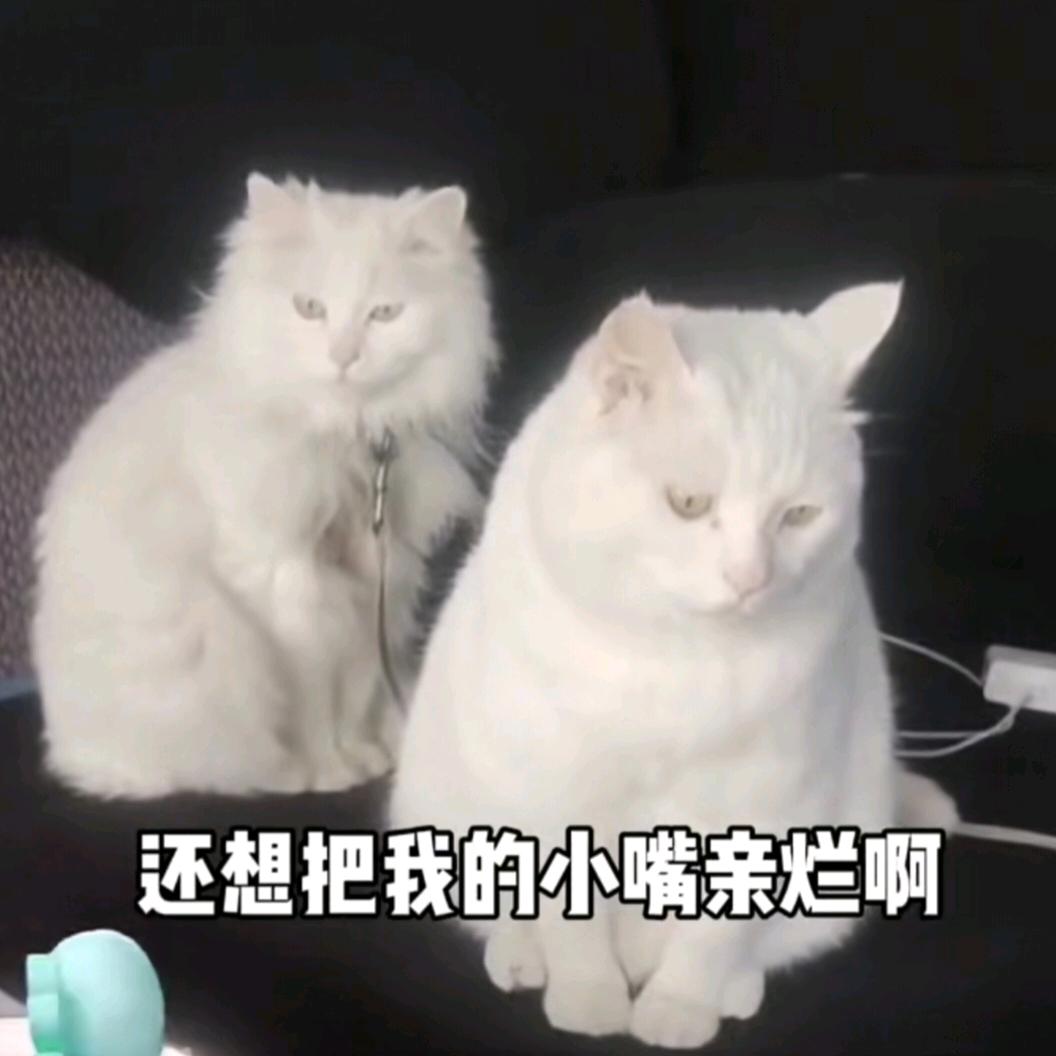 雅宝和他的猫宝贝