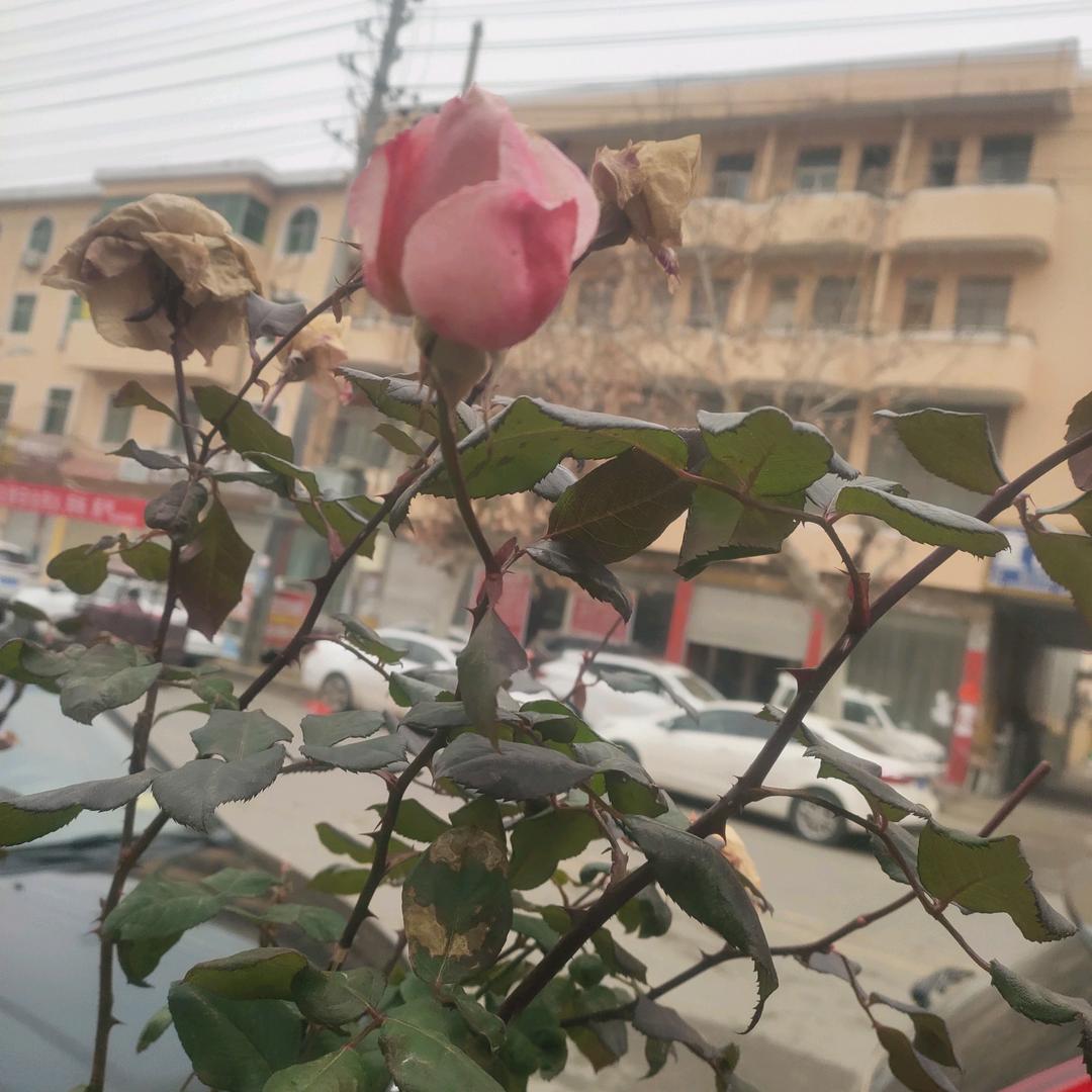 邢姐2