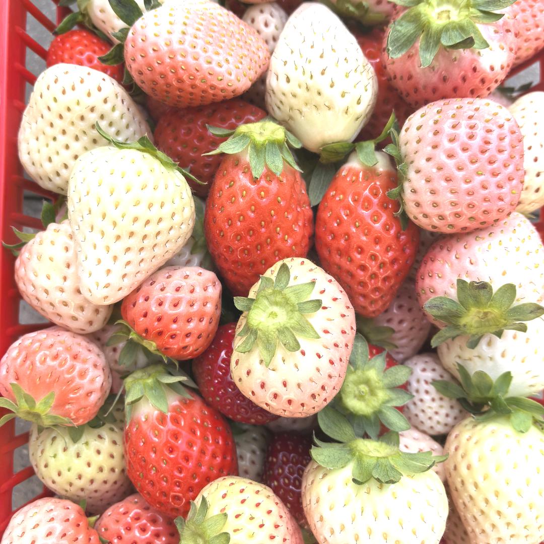 廊坊市兆丰农业科技发展有限公司