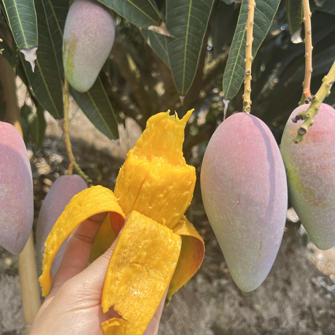 精彩 农业