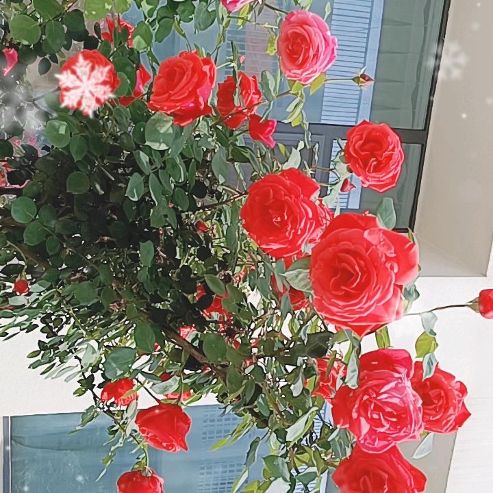花木兰