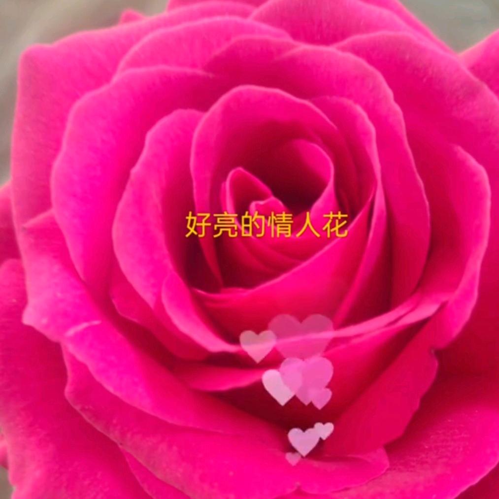 在见只是陌生人