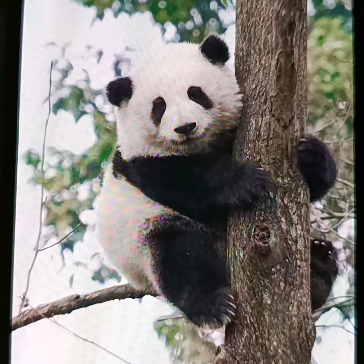 小白姐姐〈515）