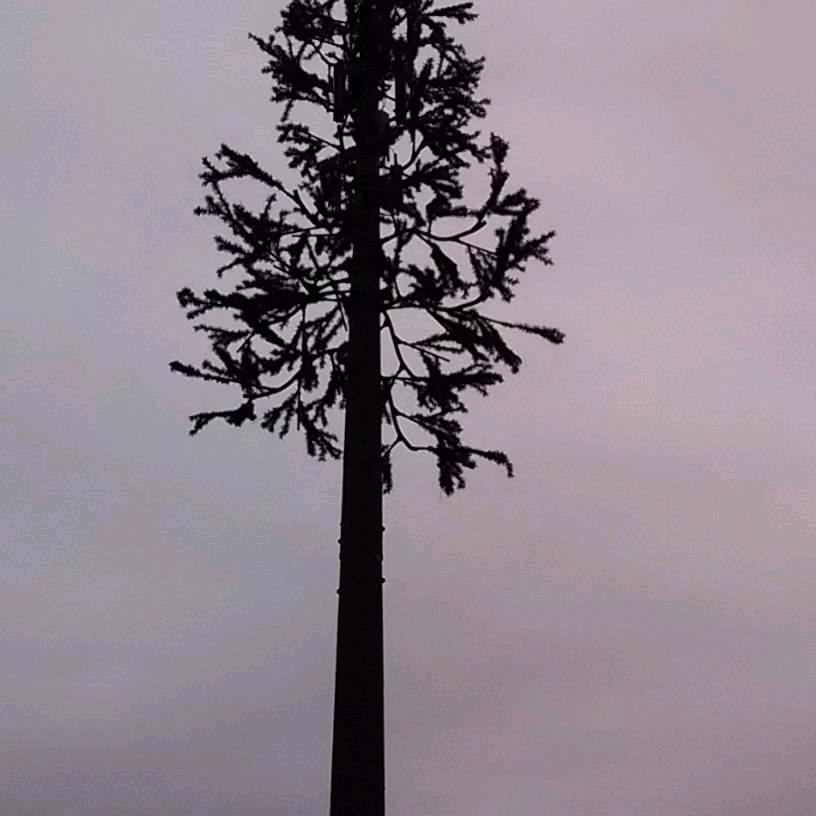 梦飞扬