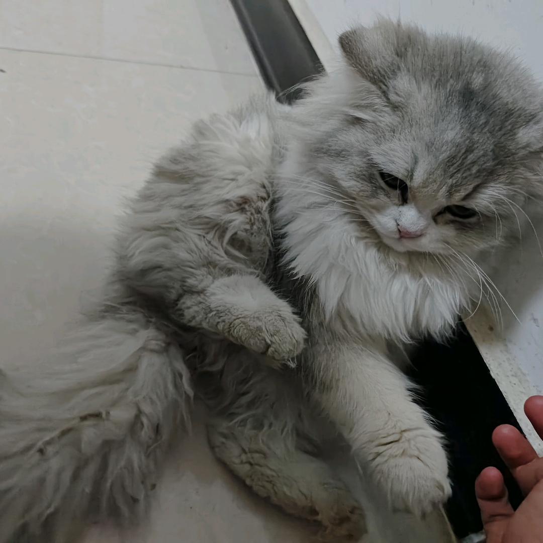 听晚放.☁