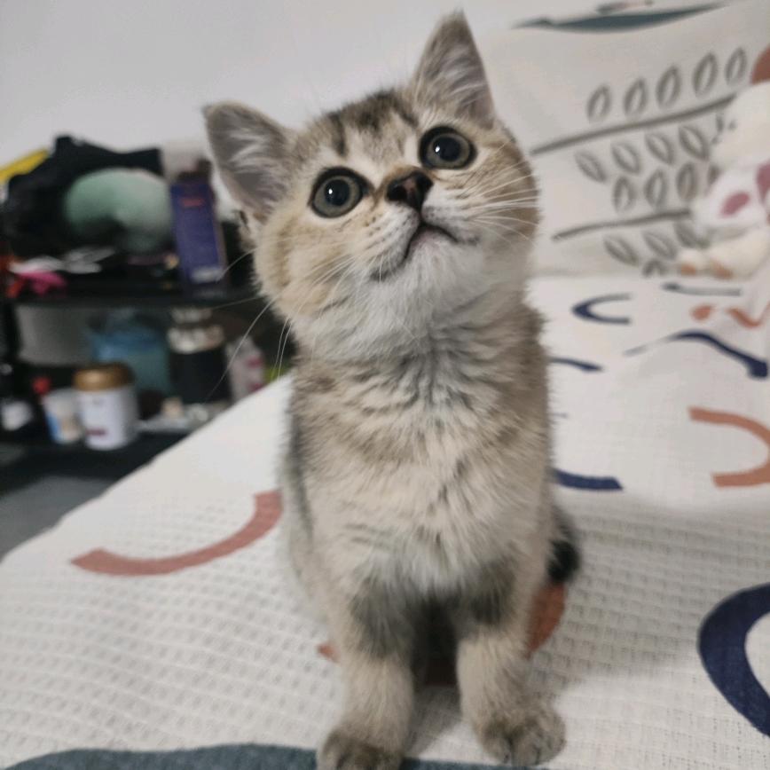 豆包是只猫🐈