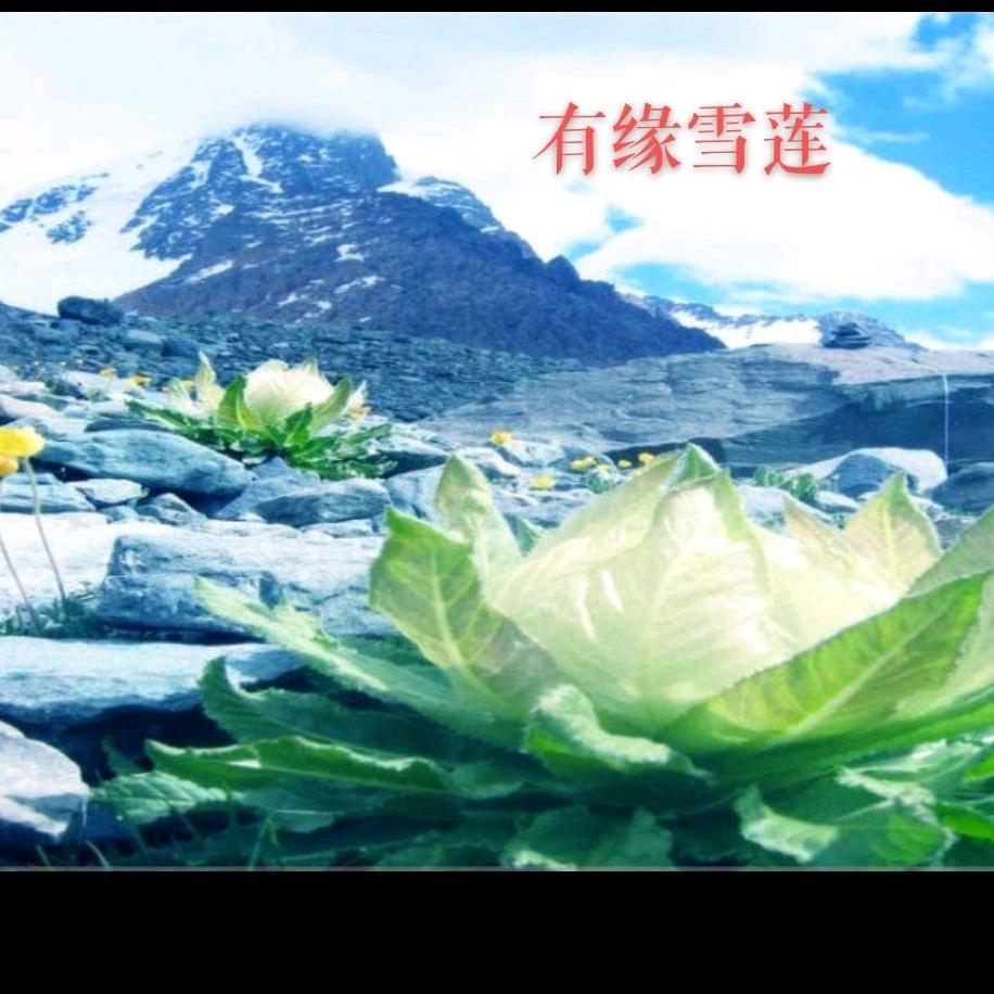 雪🌹🌹🌹莲