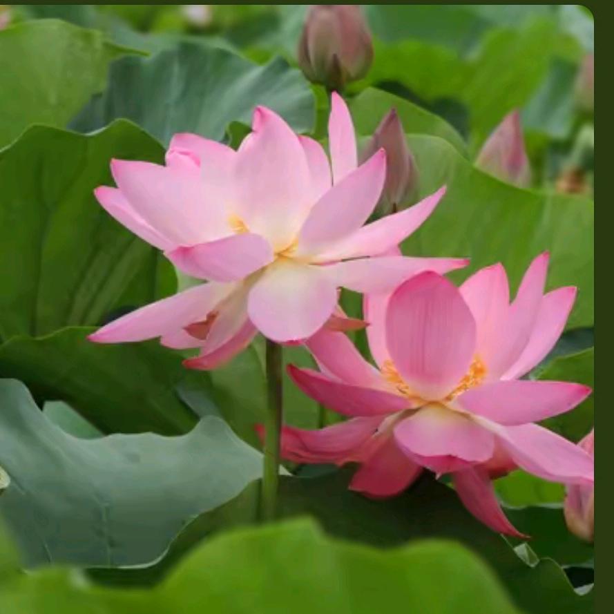 彬