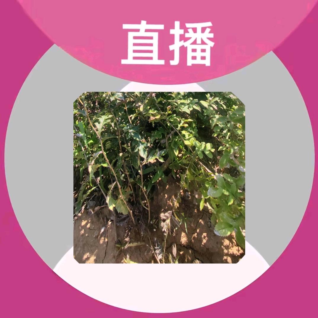 三门峡中药材