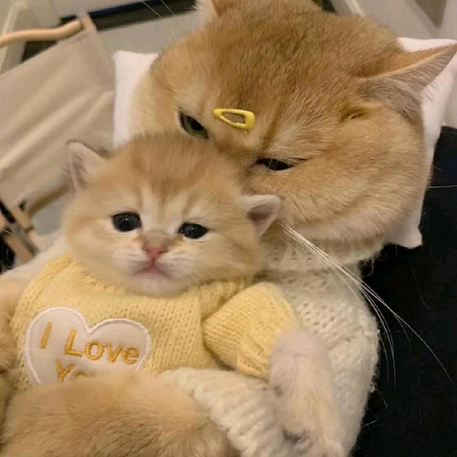 ✨鑫✨