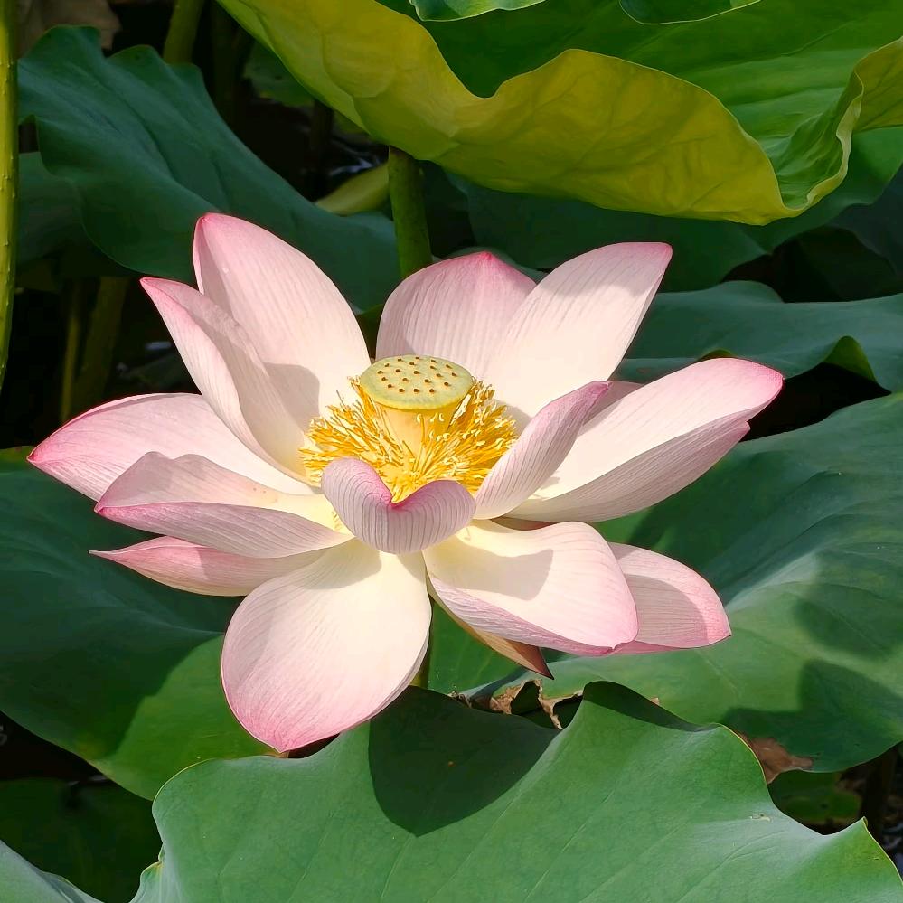 我的猫一个月没回家了