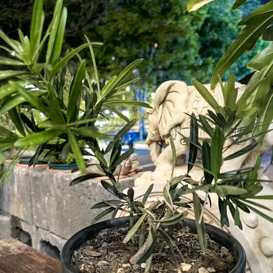 爱喝茶的向日葵🌻