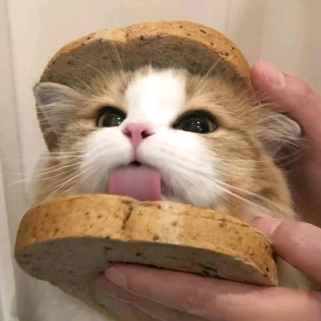 蛋挞mmm🍟