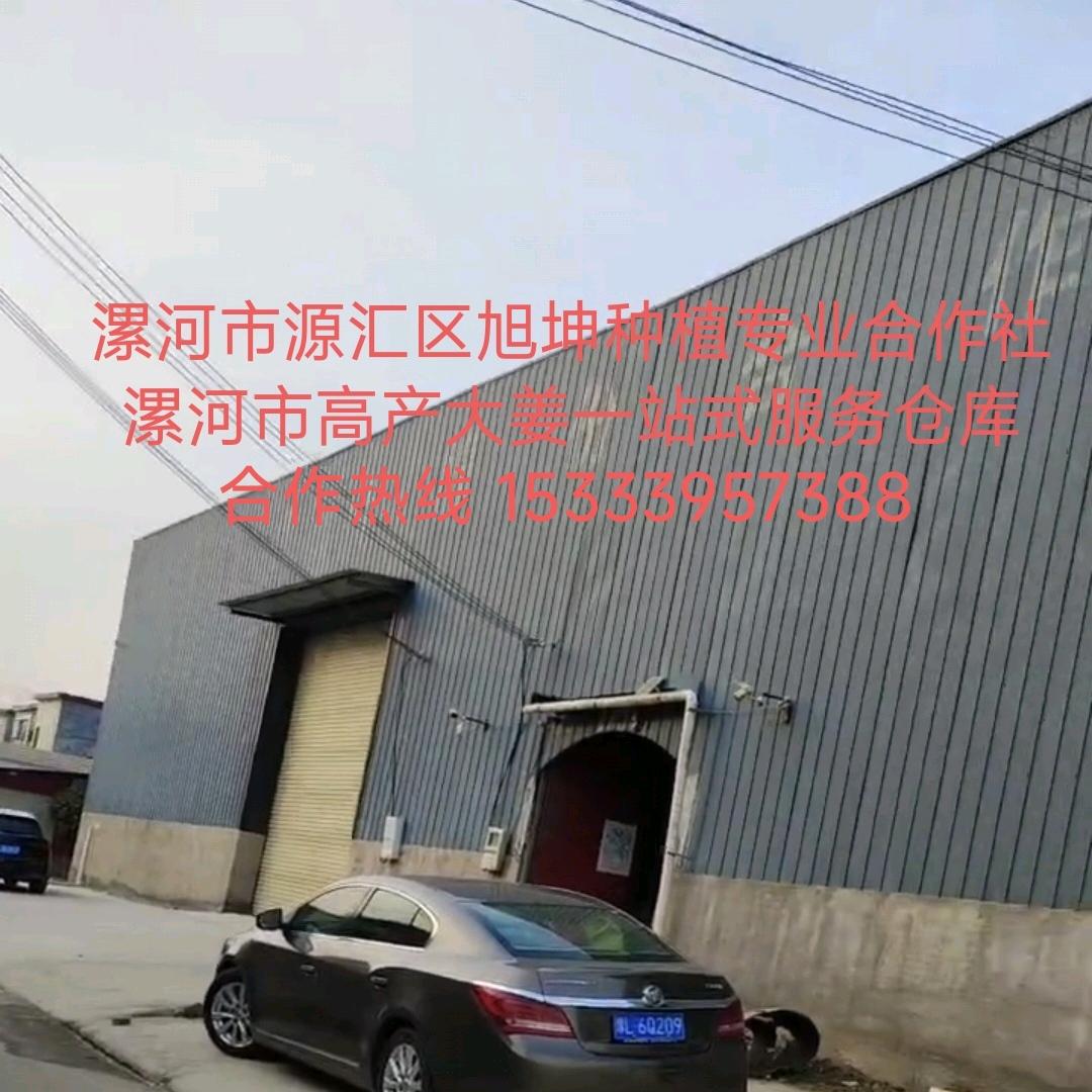 漯河旭坤合作社大姜种植技术服务