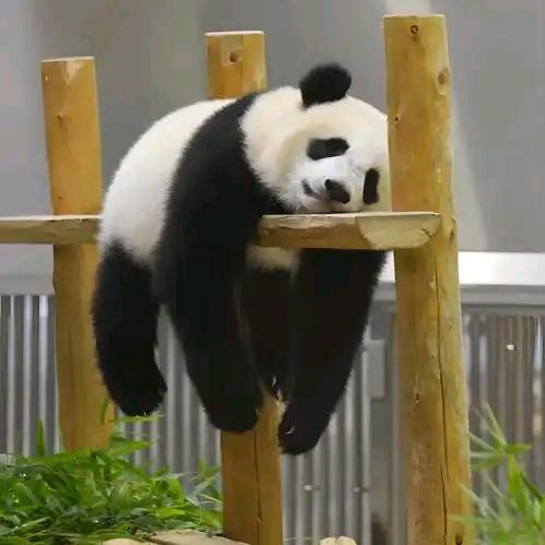 落叶余晖
