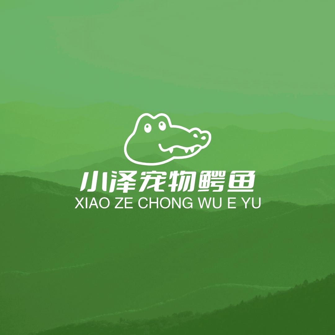 恒泽宠物鳄鱼🐊
