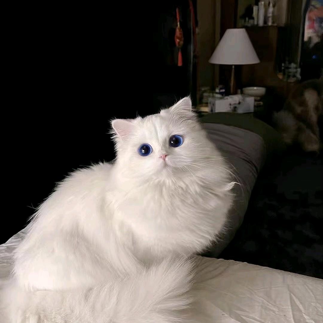 王权鼠（三角洲接单）