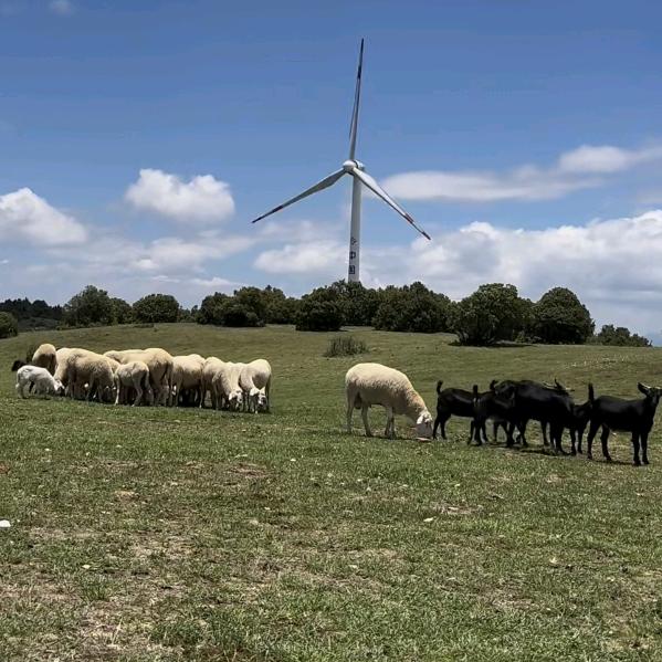 🐷猪猪侠养殖日记