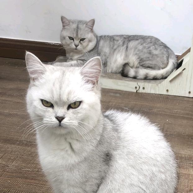 喜羊羊强迫沸羊羊看懒羊羊给美羊羊吃羊肉串