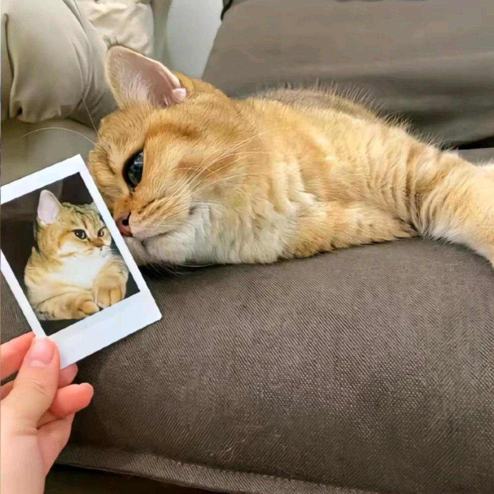yyu