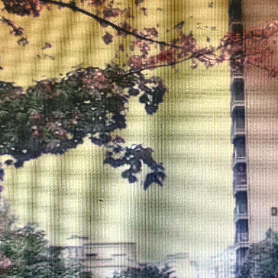 赵（照）我说的做