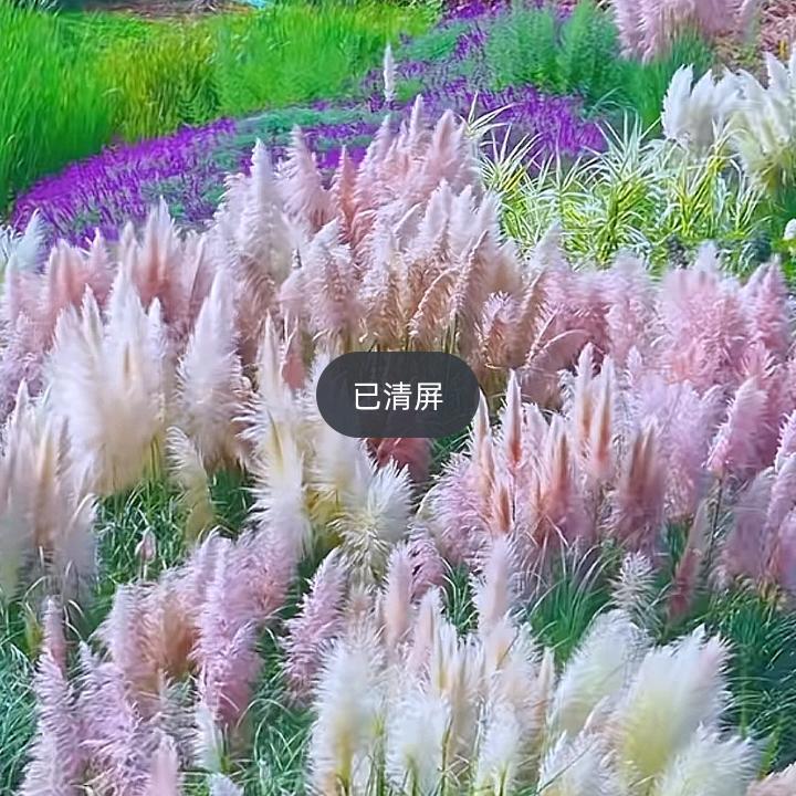 忘忧