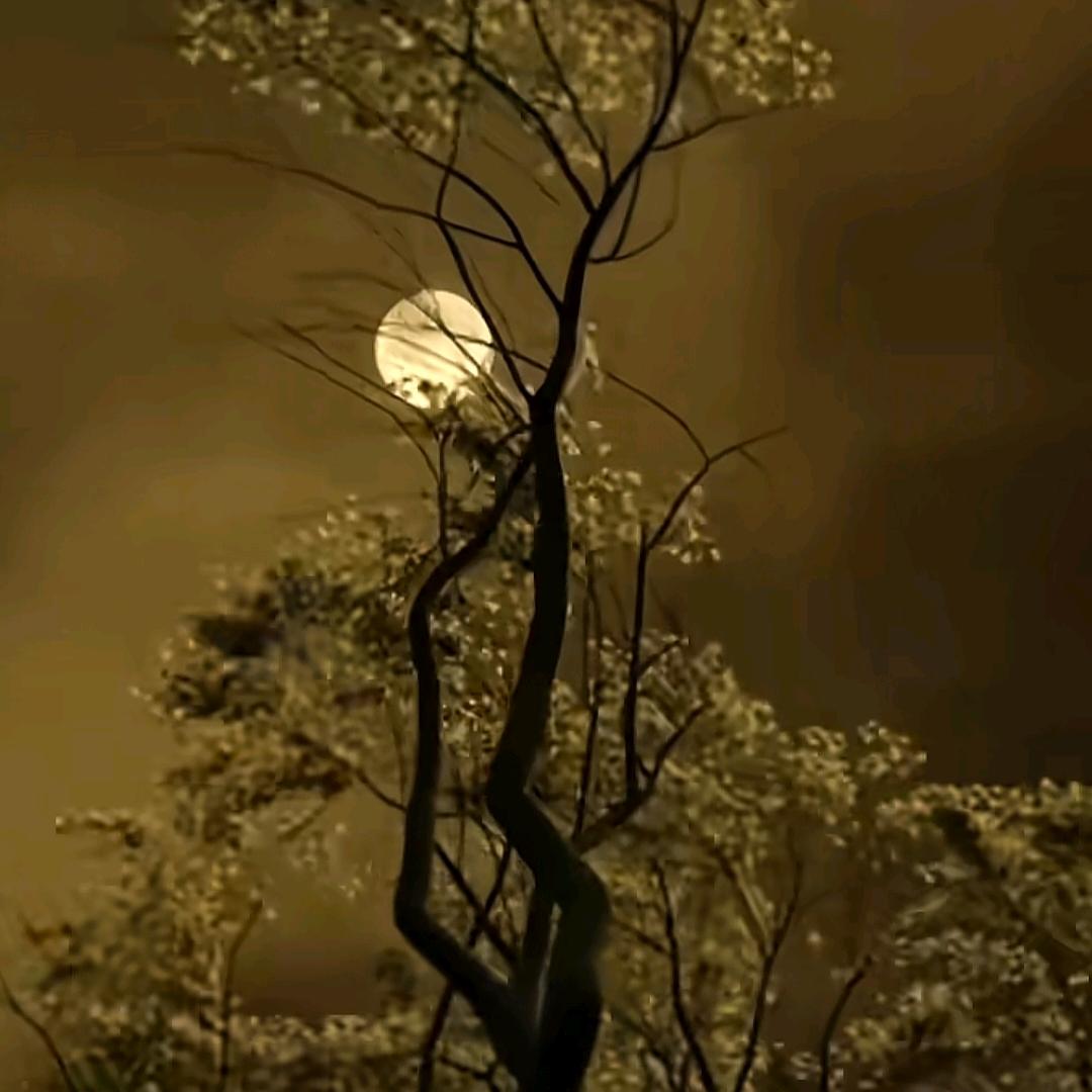 小二黑