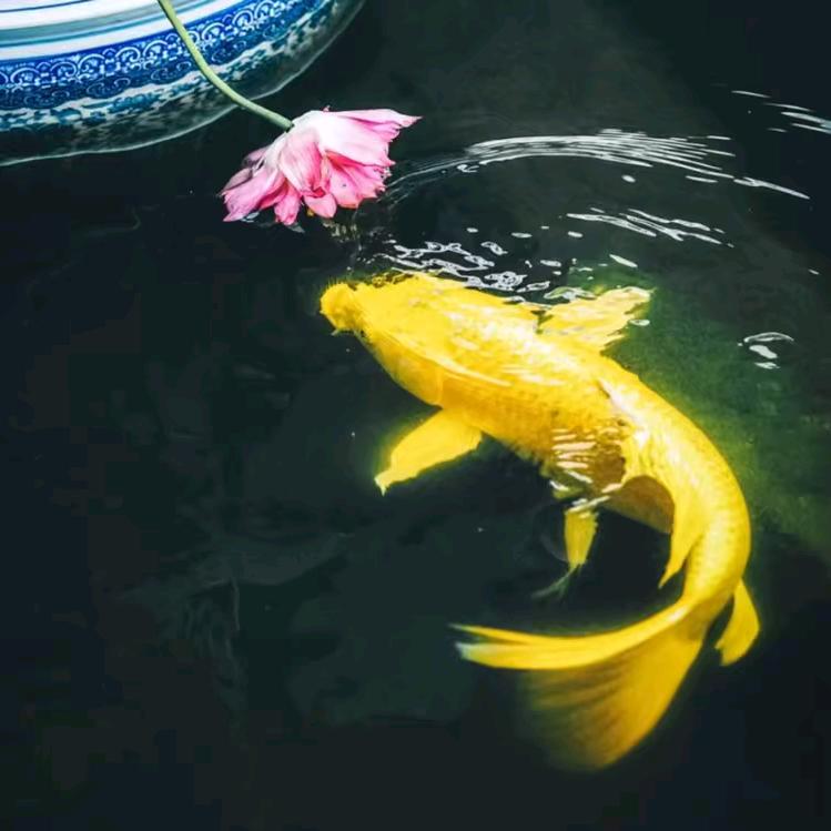 朝花夕拾.