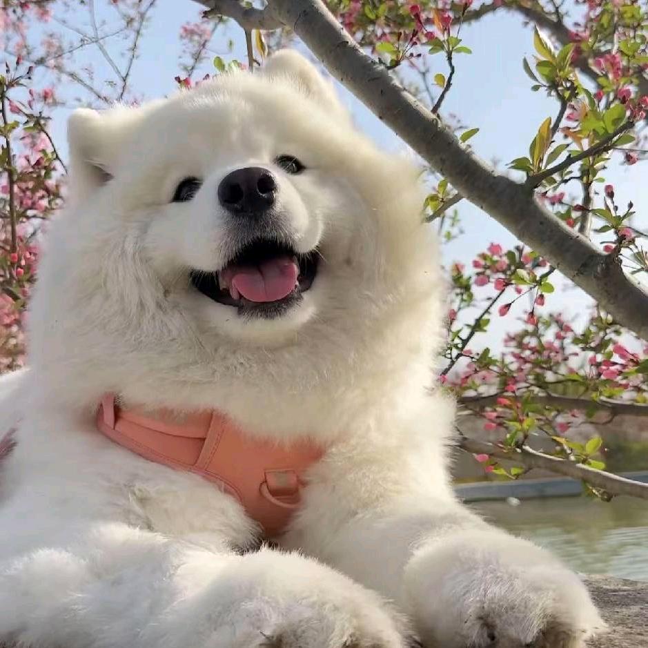 一只可爱的萨摩耶