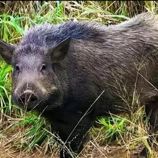 黑皮野猪🐗