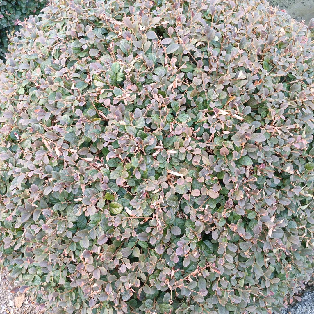 相见相逢