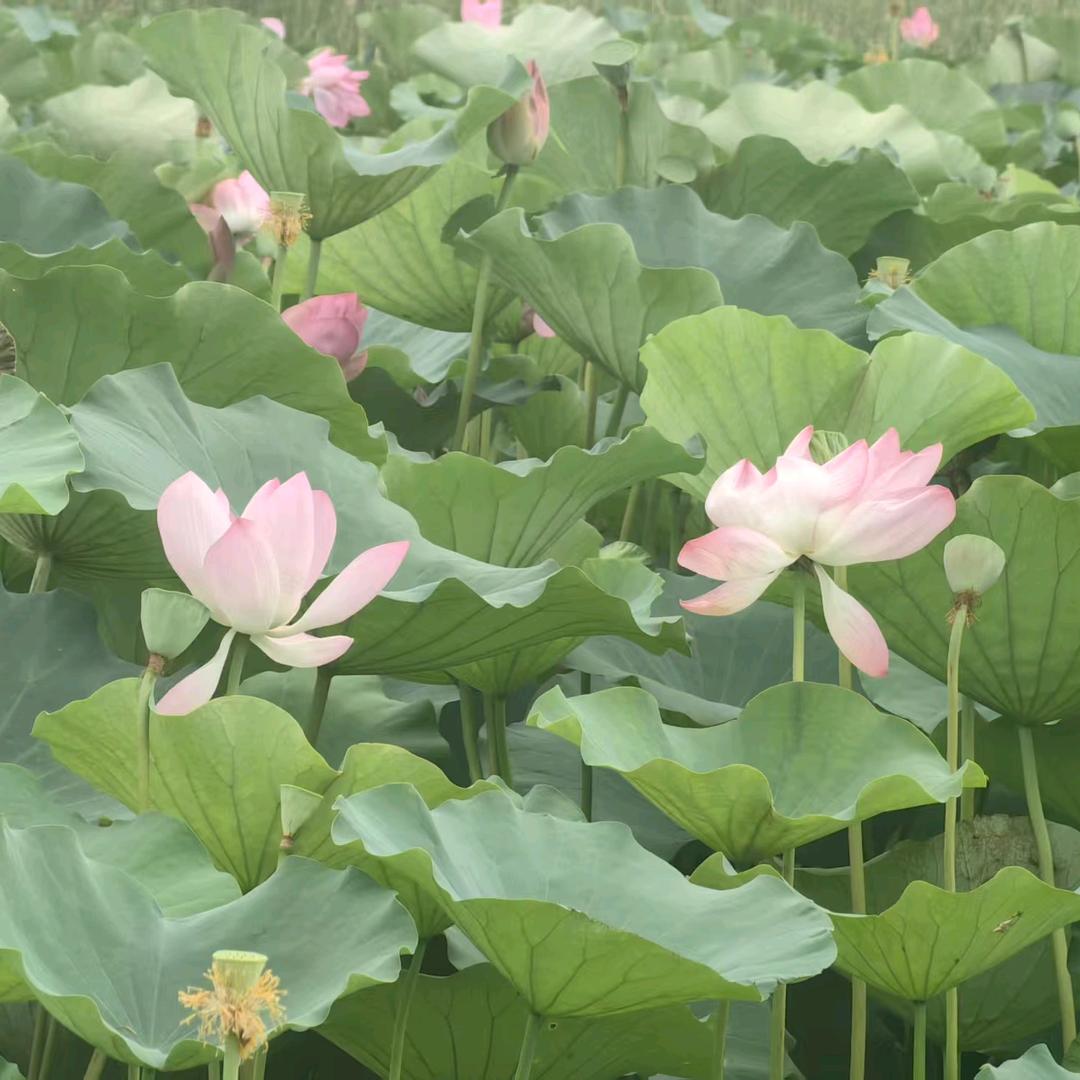 美丽心情