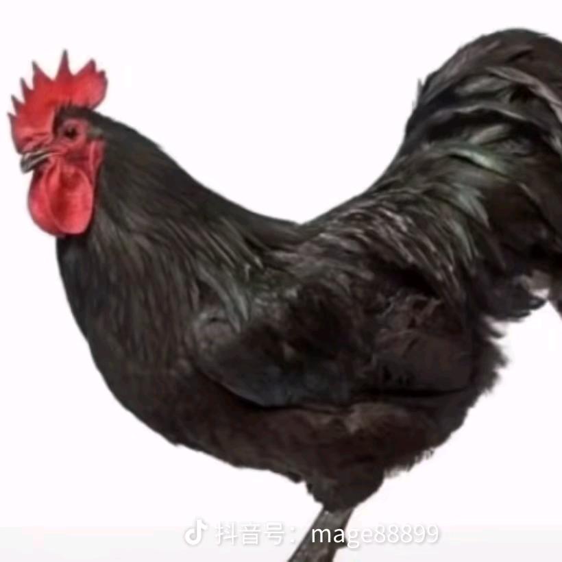 金戈江鸟