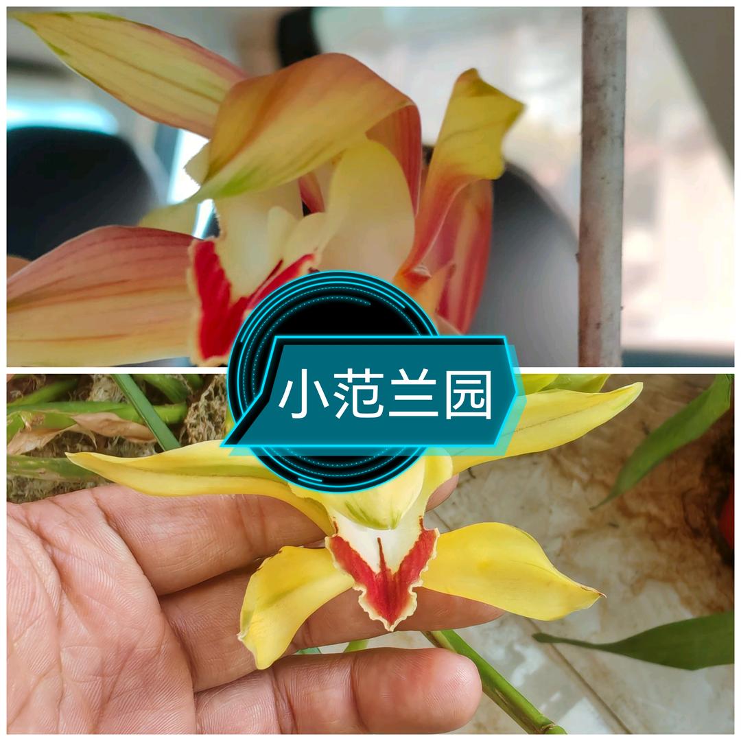 小范兰园