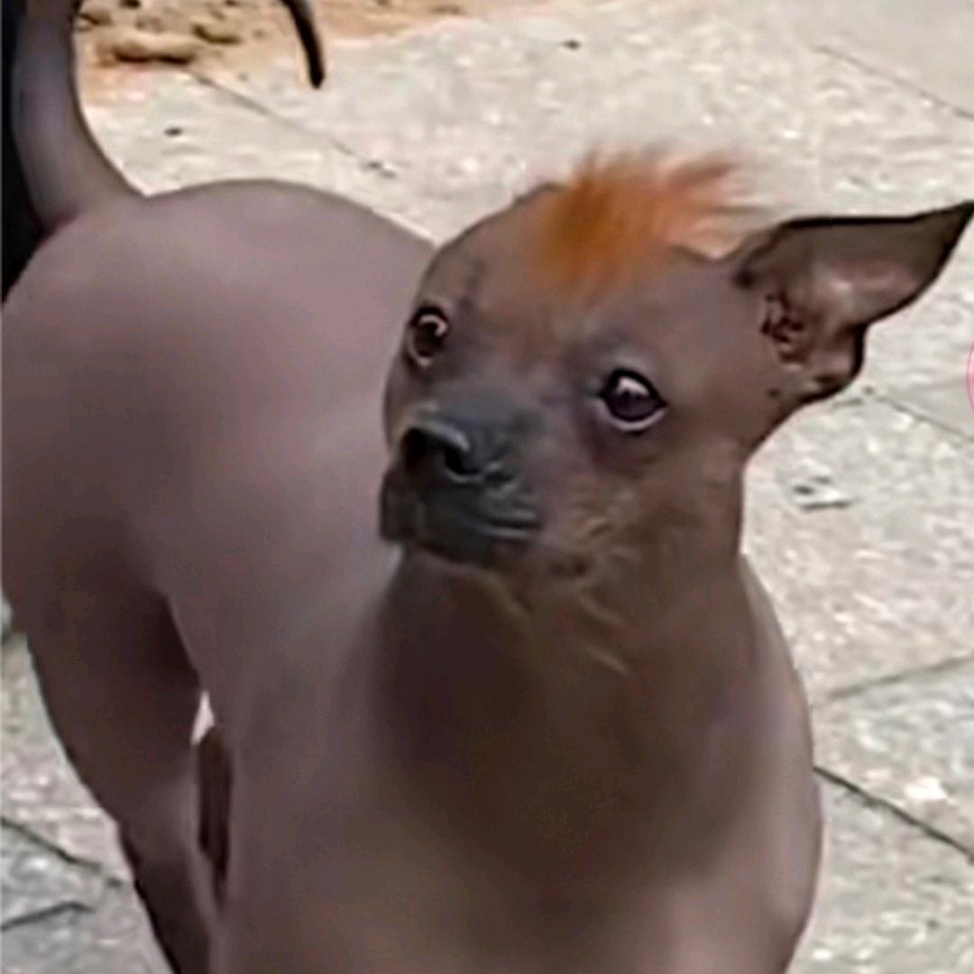 孤独的狼