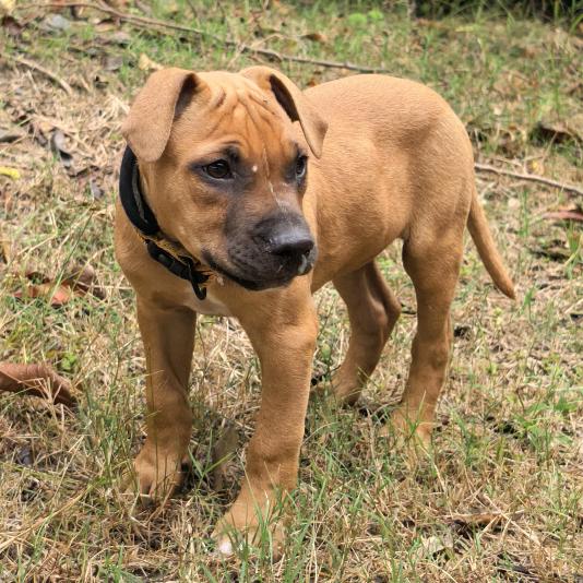 明哥爱养犬（比特精神）