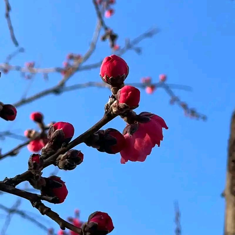 懂事长（齐鲁傲梅）