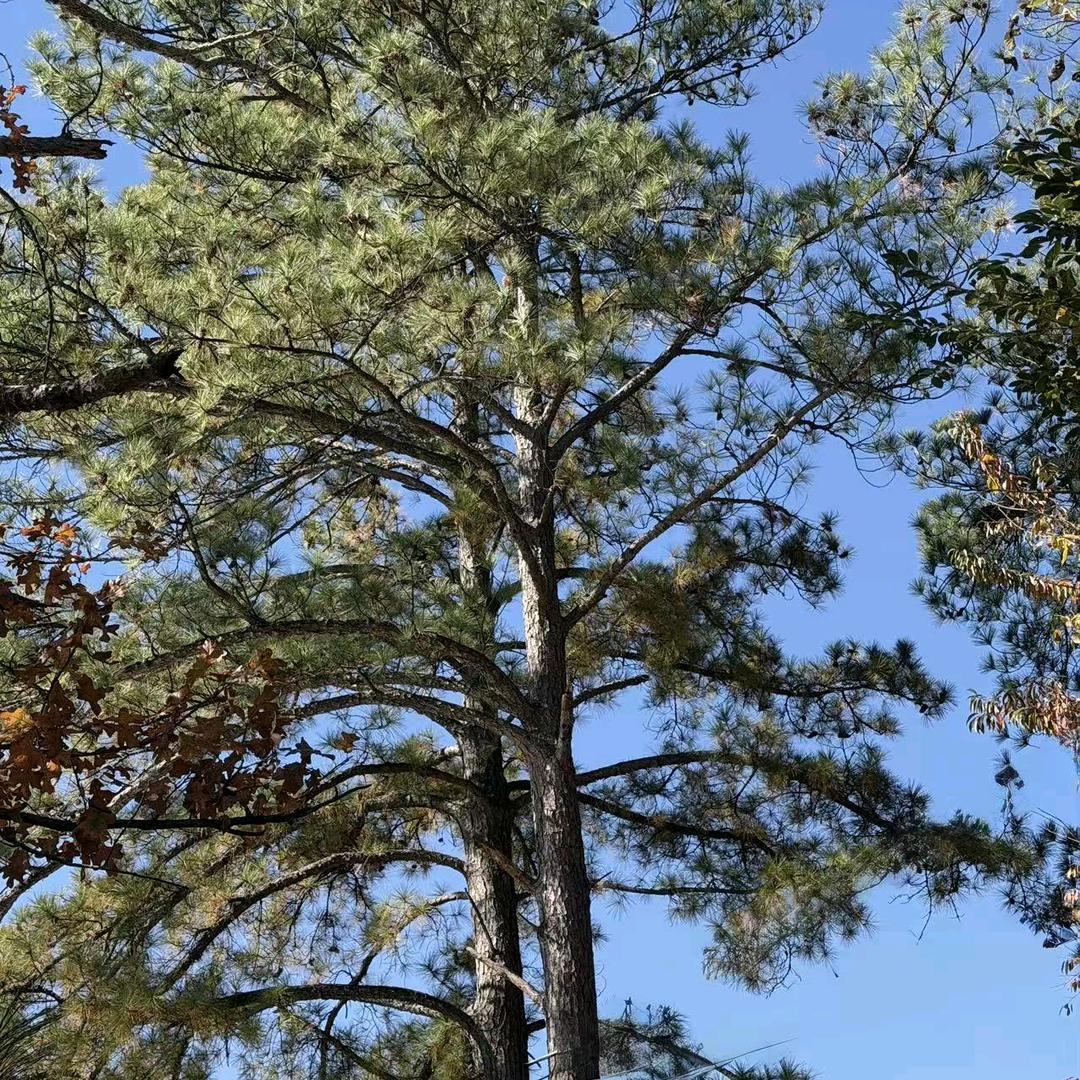 🇨🇳广东Liang 在🇺🇸