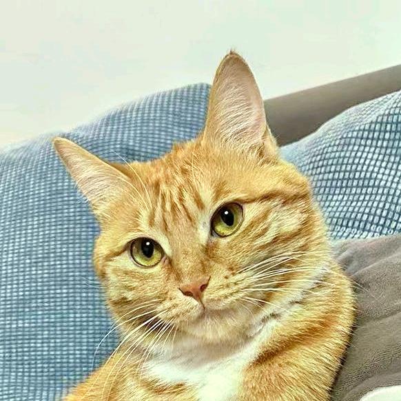 二宝和年年要做好好兄妹