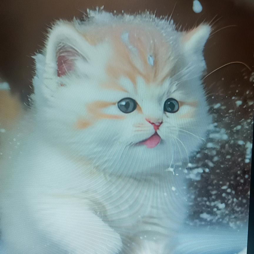 小迷妹呀