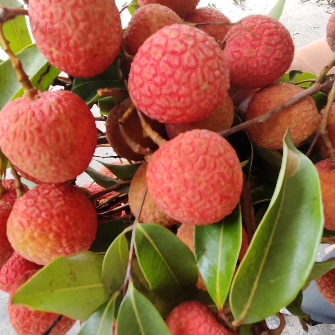 四季助农（荔枝版）