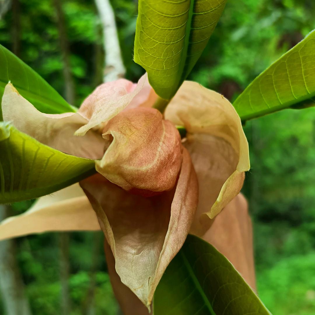 莫北小刀
