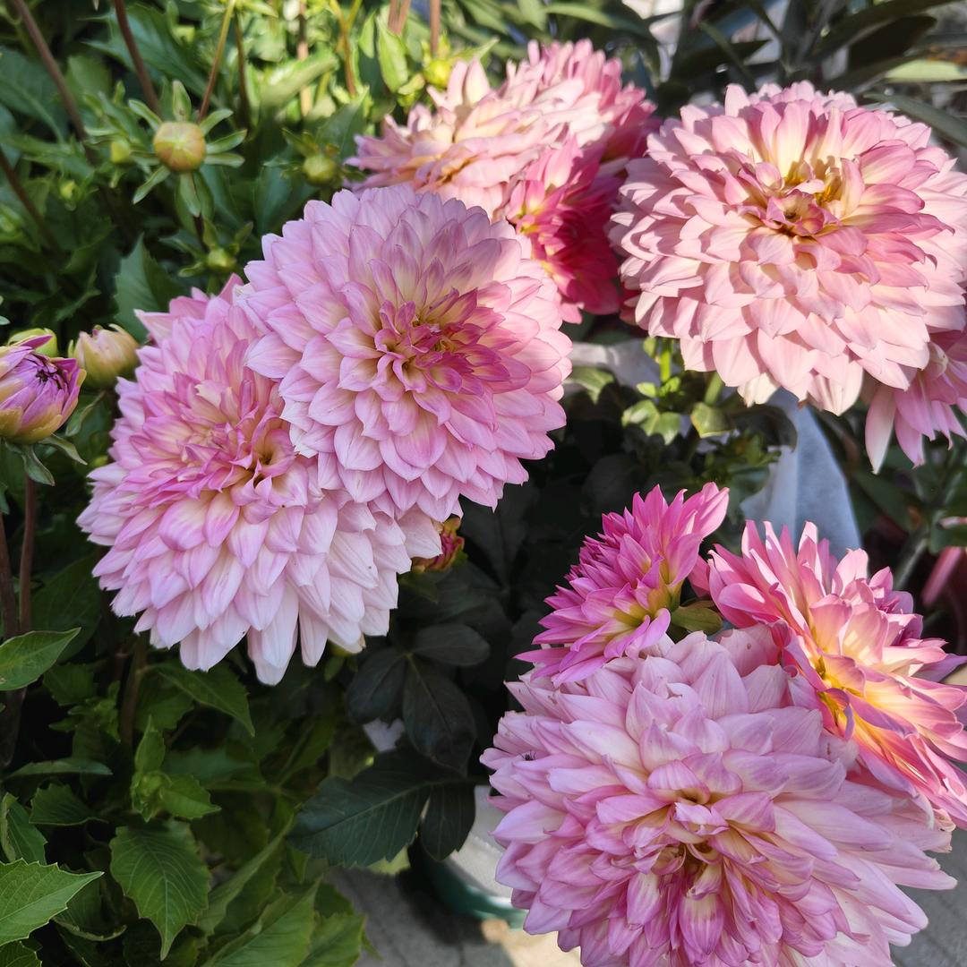 人如其名，各有千秋(拒绝私信)