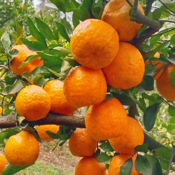 许四妹甜橙和碰柑