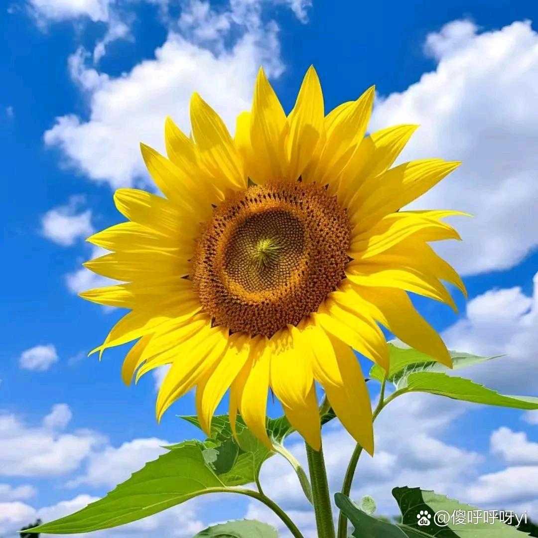 向阳花
