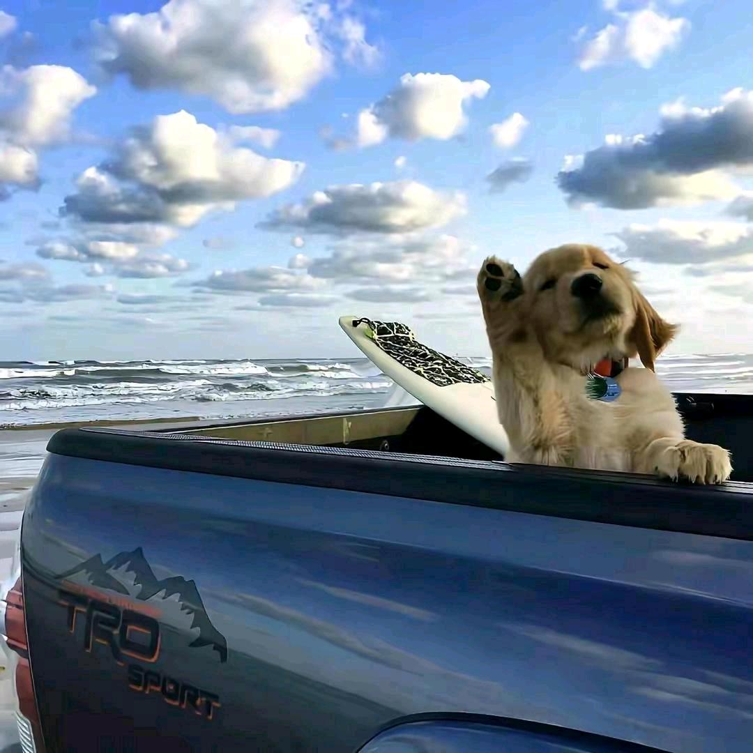 空白页面⁵²⁷