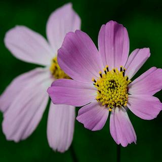 小花🌺小花锦